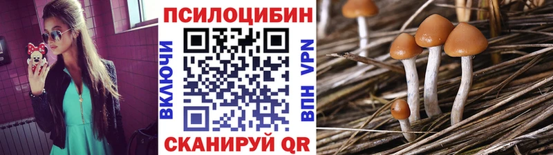 купить наркоту  Лермонтов  Галлюциногенные грибы Cubensis 